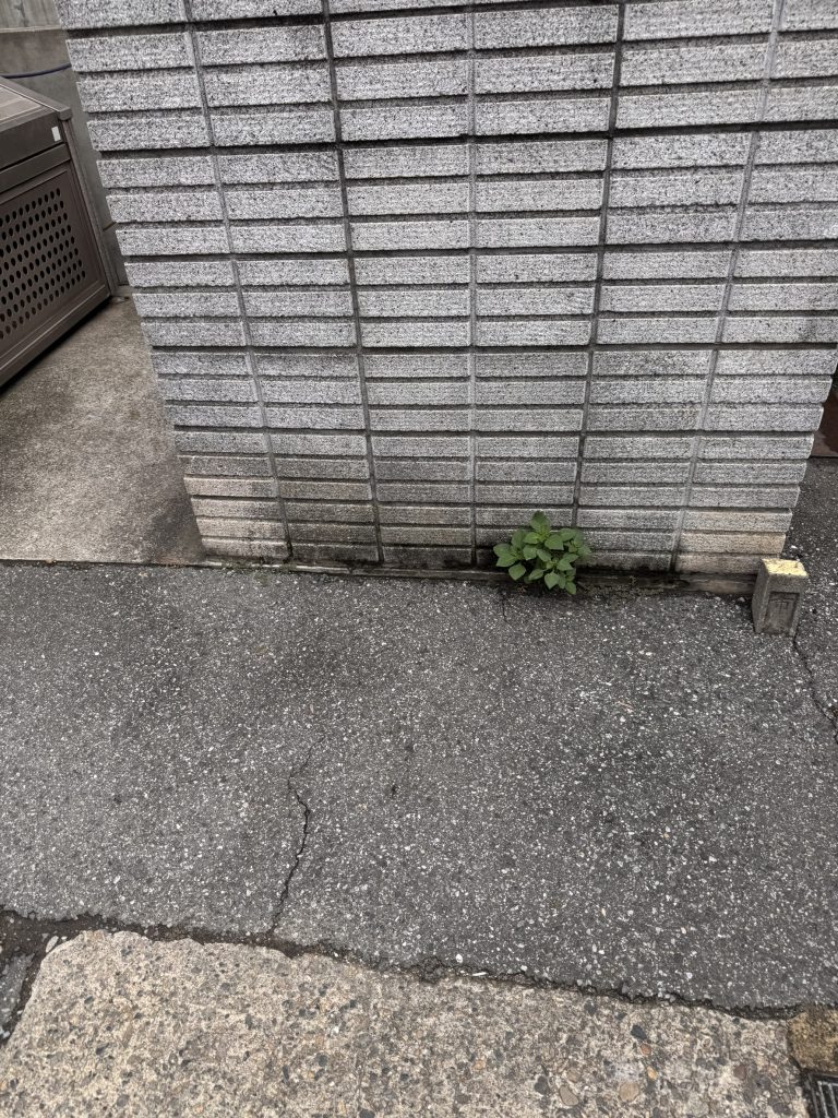 千葉県船橋市での不用品回収の作業後の様子